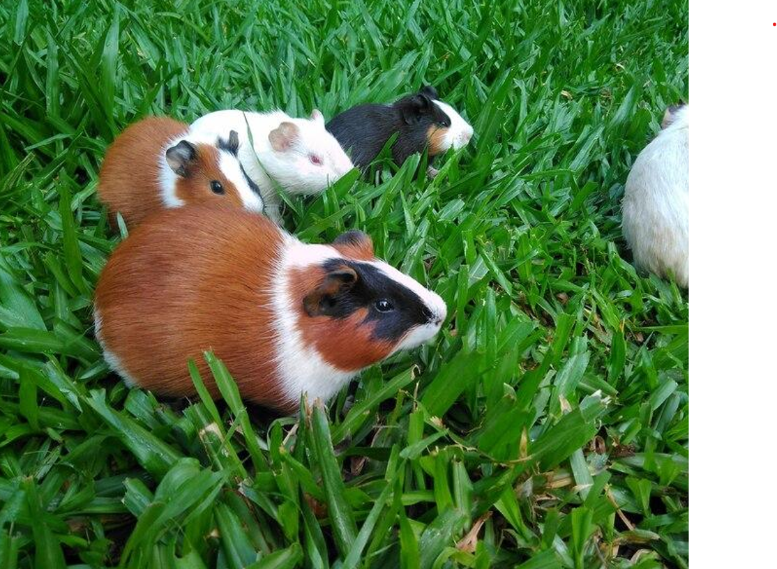 Oxbow Guinea Pig Food Hay Is Actually Essential