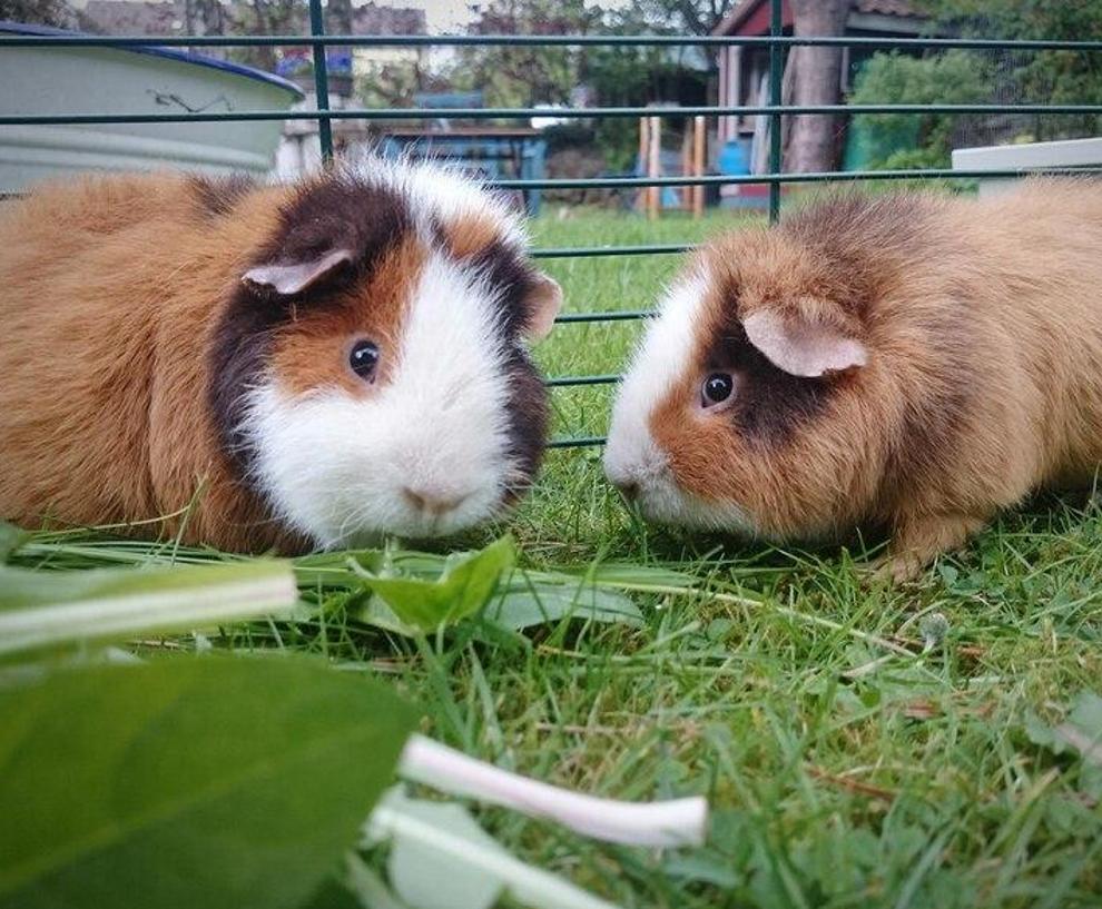 Oxbow Timothy Hay and Other Categories