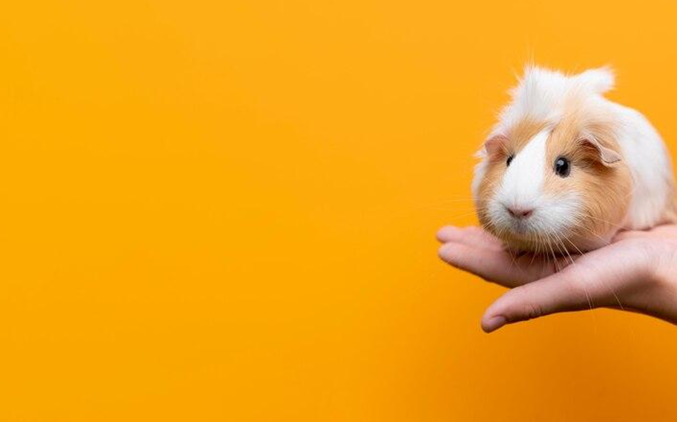 The Health of Guinea Pigs Why Is Oxbow a Trusted Brand