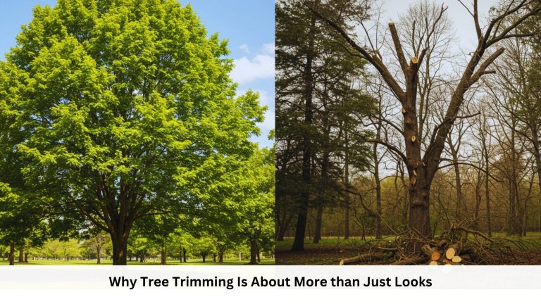 Why Tree Trimming Is About More than Just Looks